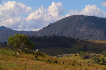 Kangaroo Valley 2022 Dub in Hindi thumb